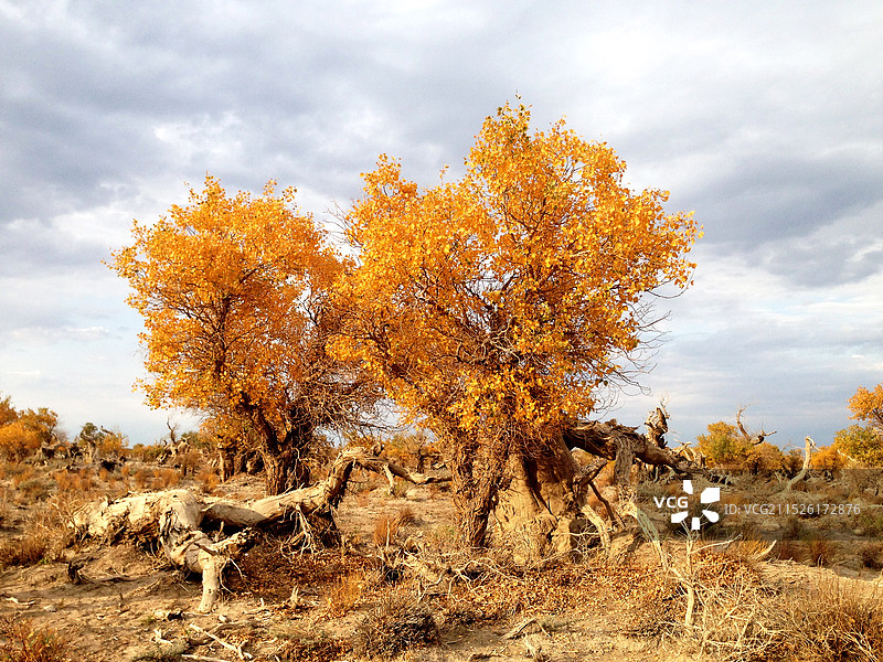 哈密伊吾县胡杨林生态园景区图片素材