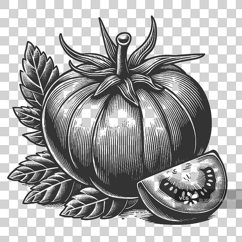 番茄植物素描图片素材