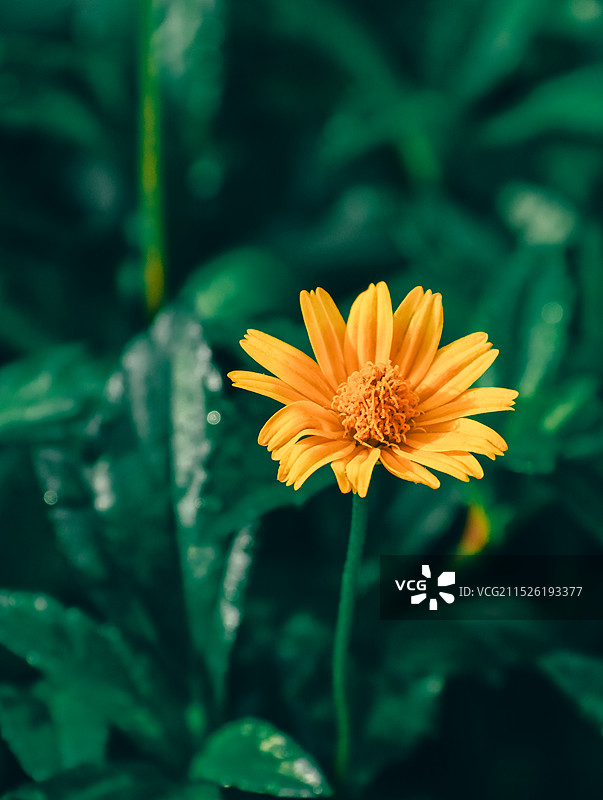 秋日小黄花蟛蜞菊图片素材