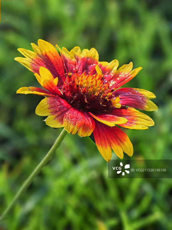 晨露天人菊图片素材