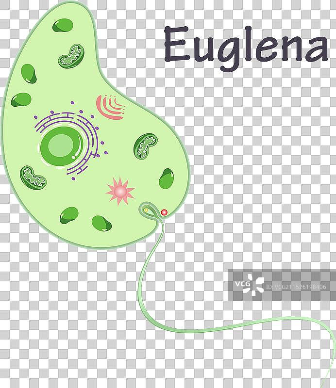 裸藻图案图片素材