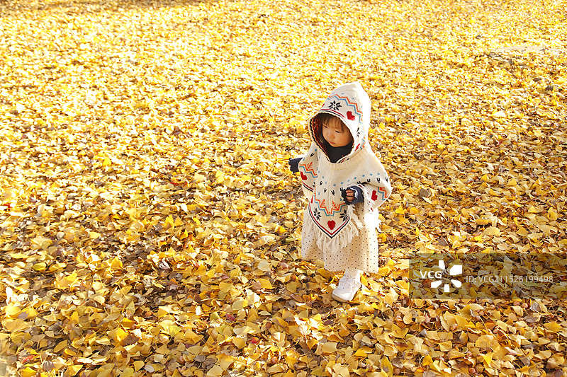 在银杏树地毯上玩耍的女孩图片素材