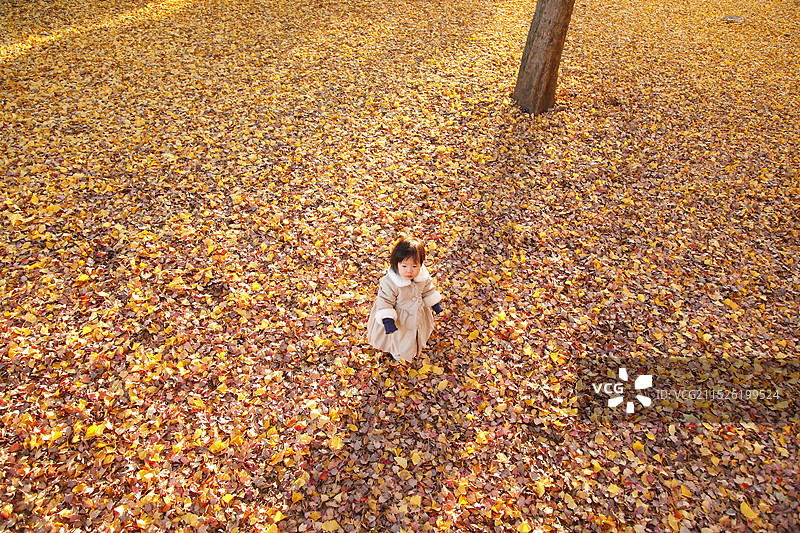 在银杏树地毯上玩耍的女孩图片素材
