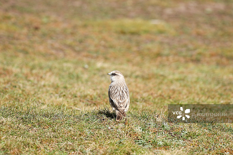 白腰雪雀图片素材