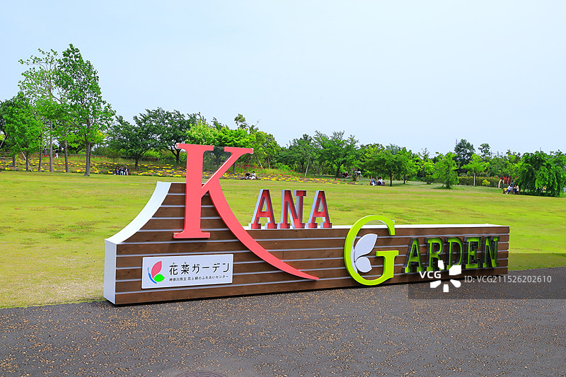 神奈川县花菜花园图片素材