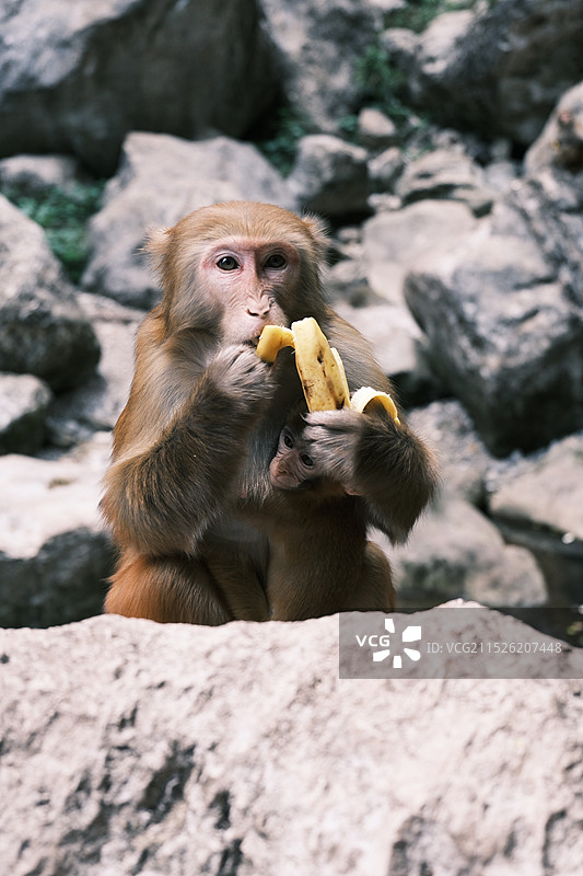 三峡小猴图片素材