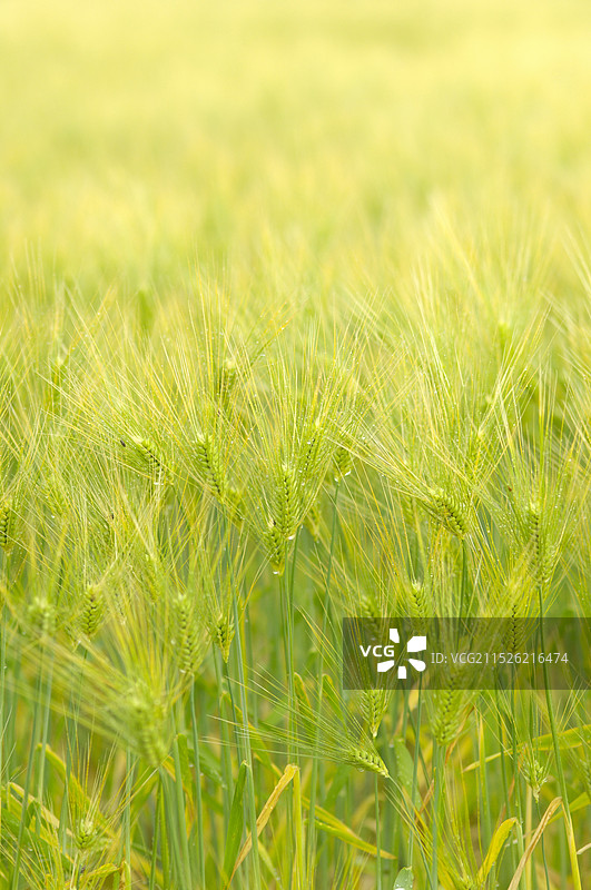 大麦田图片素材
