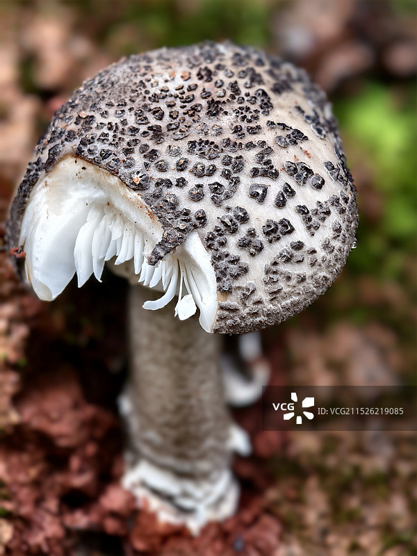 野外生长的蘑菇特写镜头图片素材