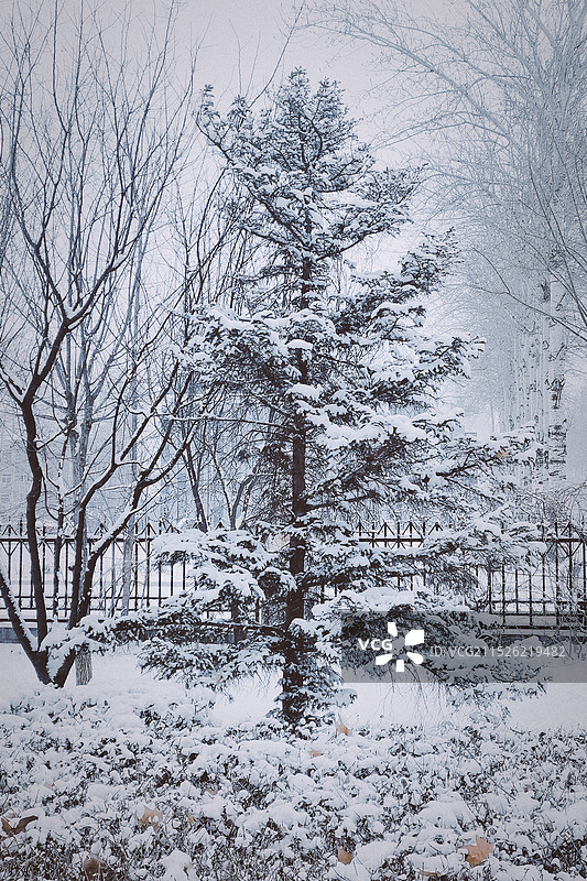 22年最后一场雪图片素材