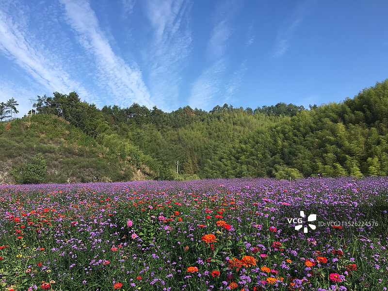 蓝天下美丽的花海图片素材