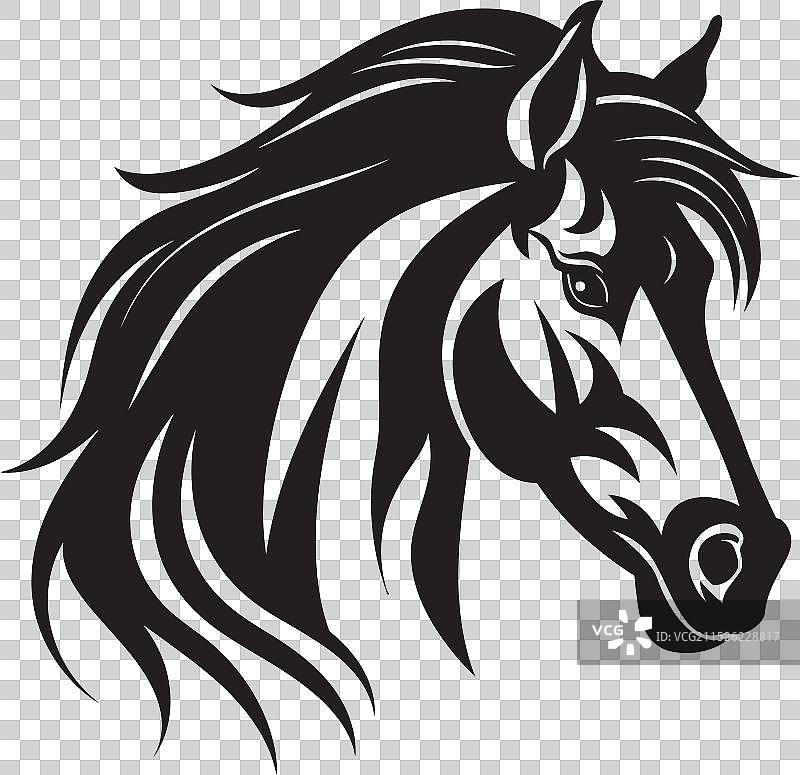 优雅的黑马展现出节奏感图片素材