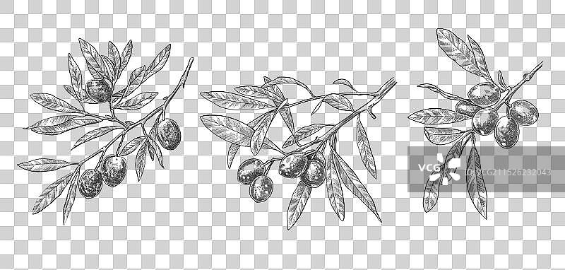 雕刻橄榄枝叶子素描图片素材