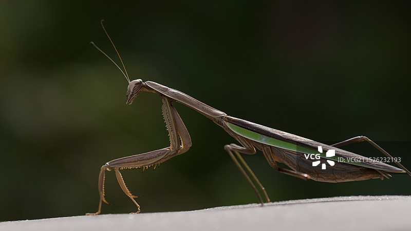 昆虫—螳螂图片素材