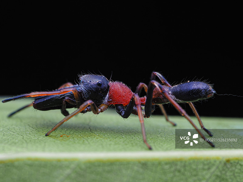 黑色背景下树叶上蚂蚁的特写镜头图片素材