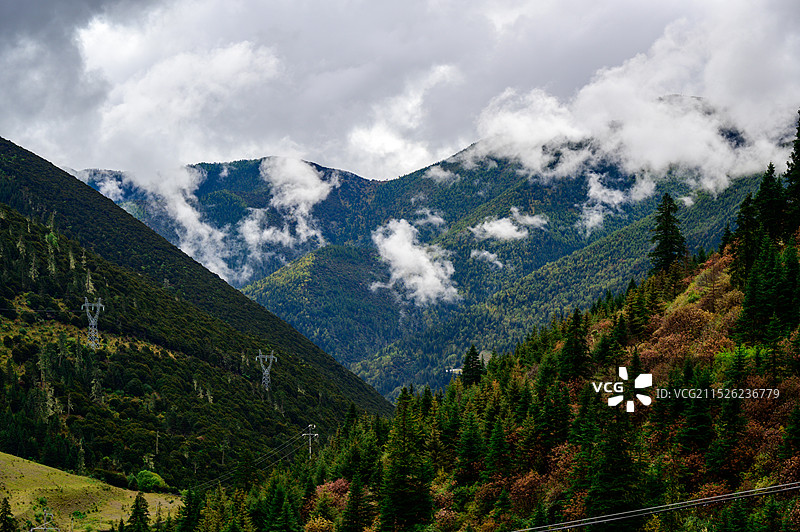 迷人的“四姑娘”图片素材