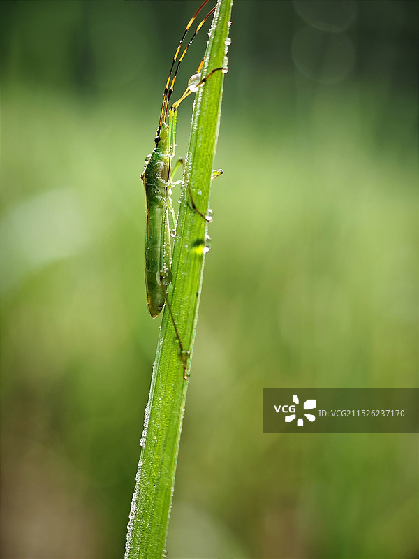植物上昆虫特写镜头图片素材