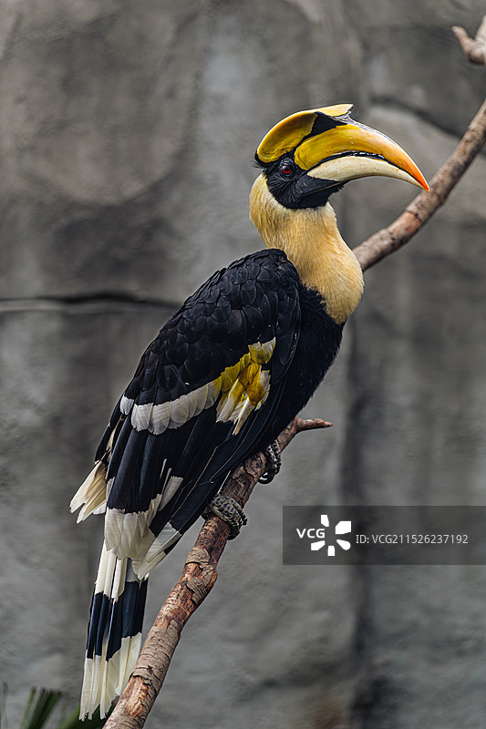 武汉动物园图片素材