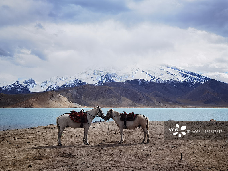 白沙湖马匹图片素材