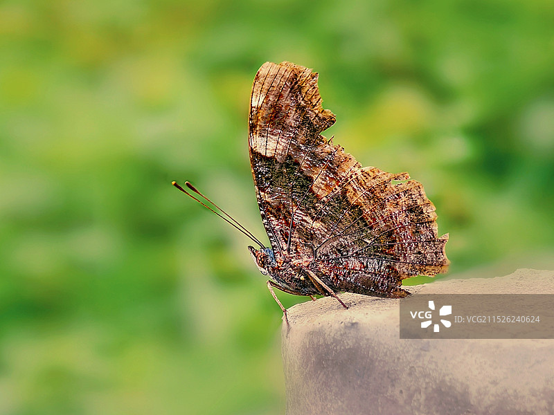 枯叶蝶特写镜头图片素材