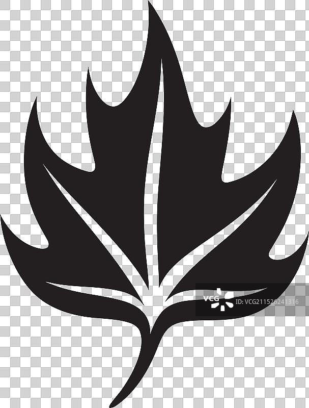 叶子艺术展现自然之美图片素材