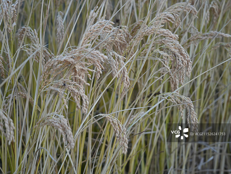秋天成熟的稻田特写图片素材