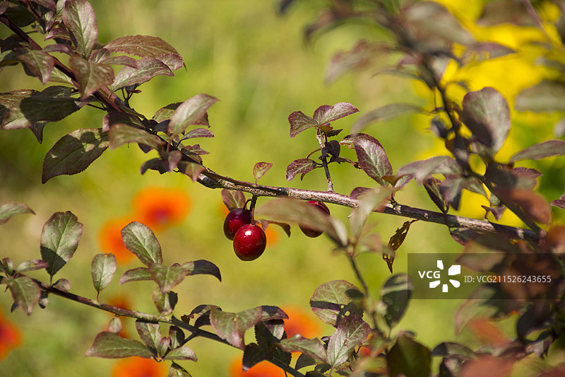 红色樱桃水果植物图片素材