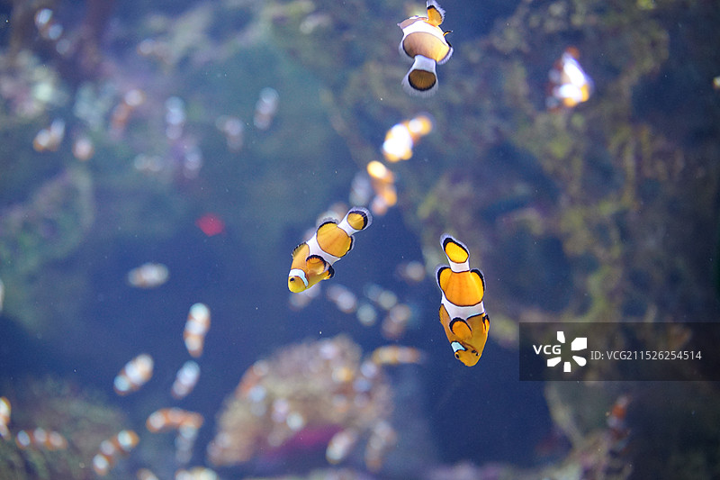 小丑鱼 珠海长隆海洋王国图片素材