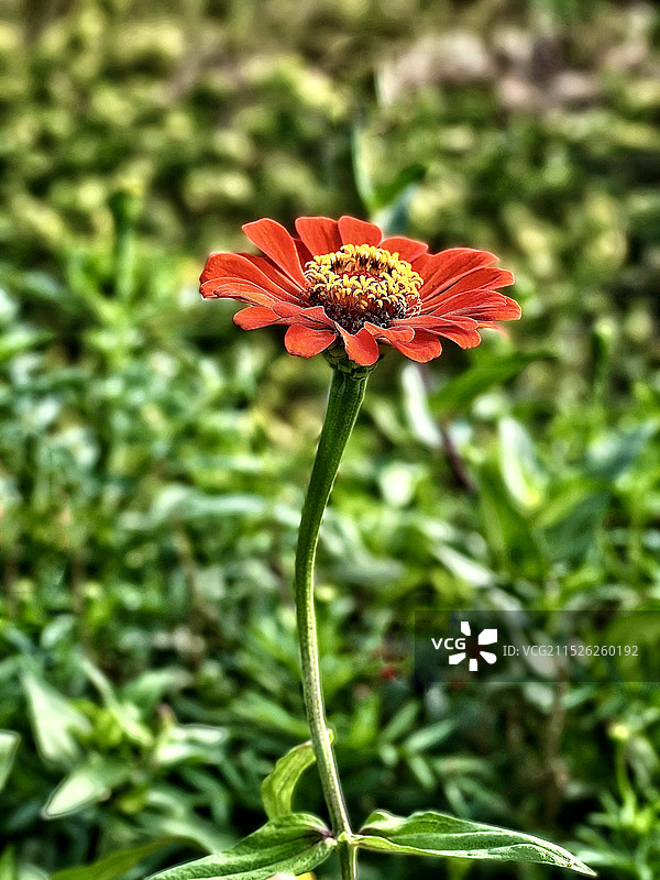 野外开花植物特写图片素材