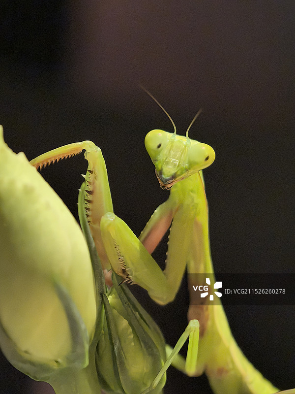 黑色背景下的昆虫特写镜头图片素材