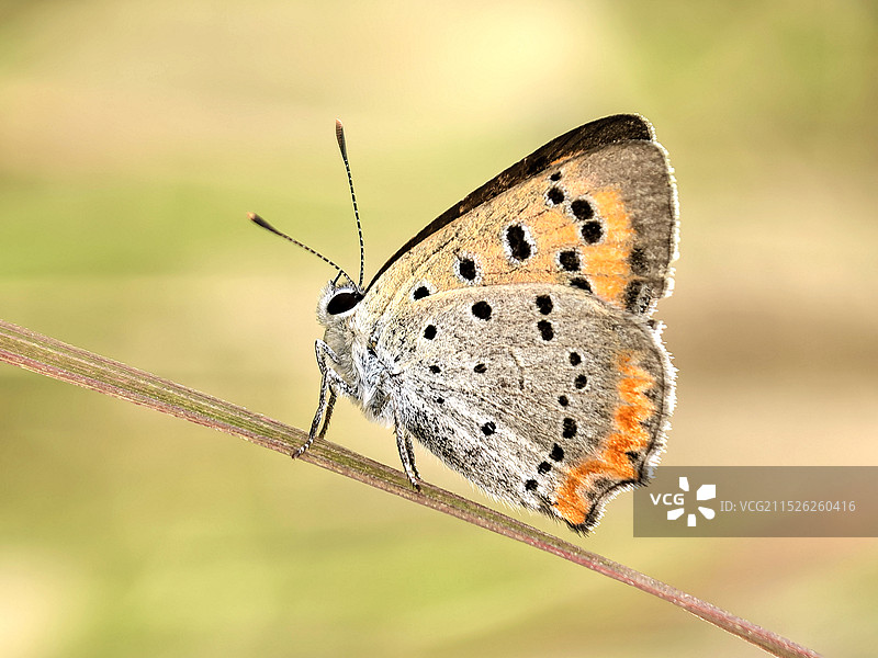 蝴蝶栖息在树叶上的特写镜头图片素材