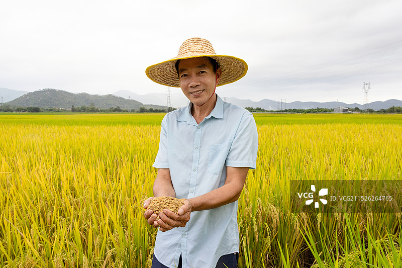 秋天稻田里的老农民手捧着稻谷图片素材