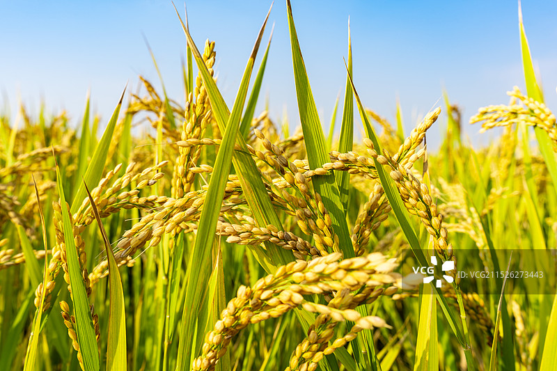 苏州望亭 稻香小镇 丰收的稻田图片素材