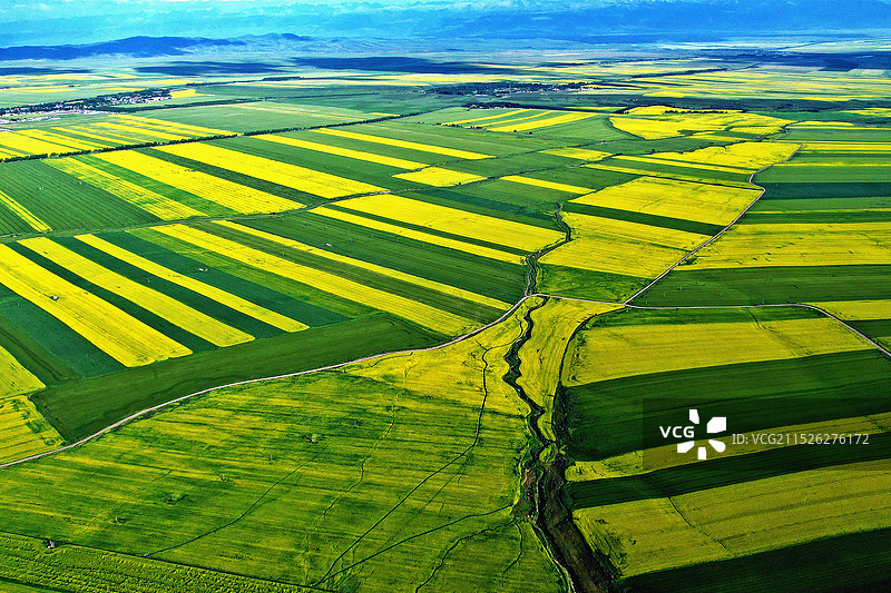 新疆昭苏夏日的油菜花田图片素材
