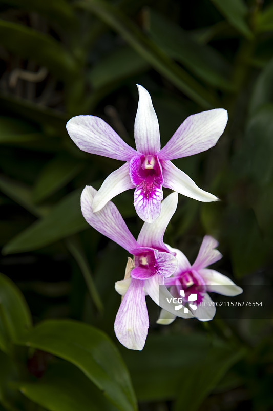 胡姬花图片素材