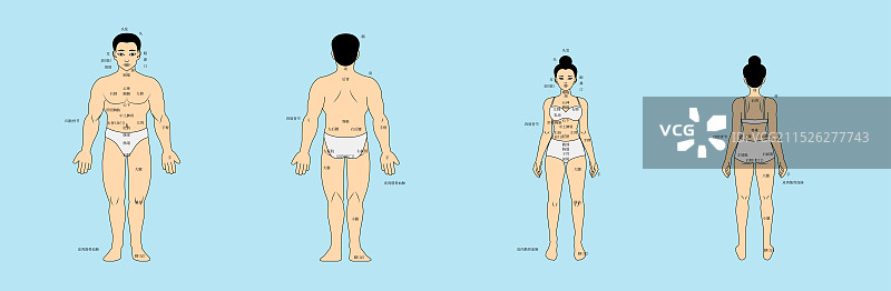 矢量中医人体示图图片素材