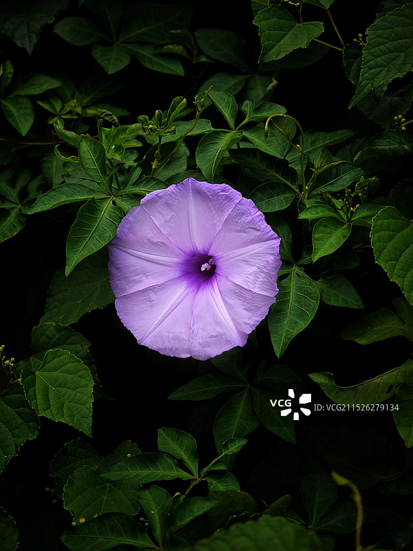 喇叭花特写镜头图片素材