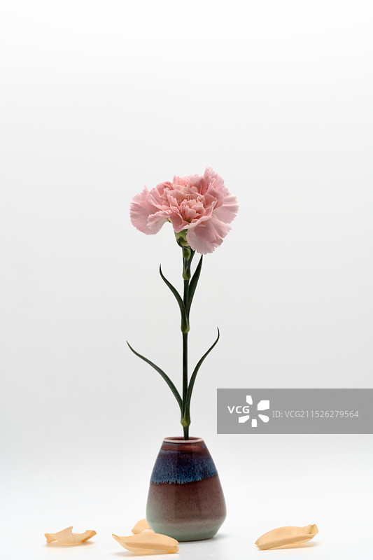 白色背景下的一朵粉色的康乃馨图片素材