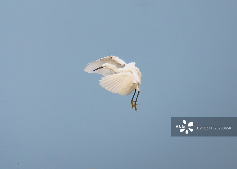 白鹭苍鹭野生动物飞鸟图片素材