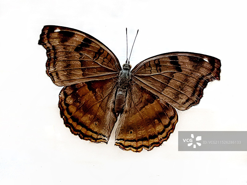 钩翅眼蛱蝶图片素材