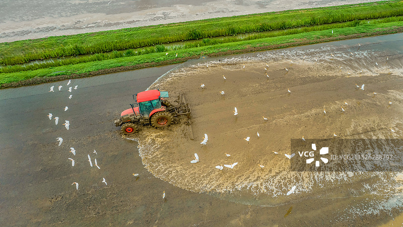 鹭鸟跟着春耕忙图片素材