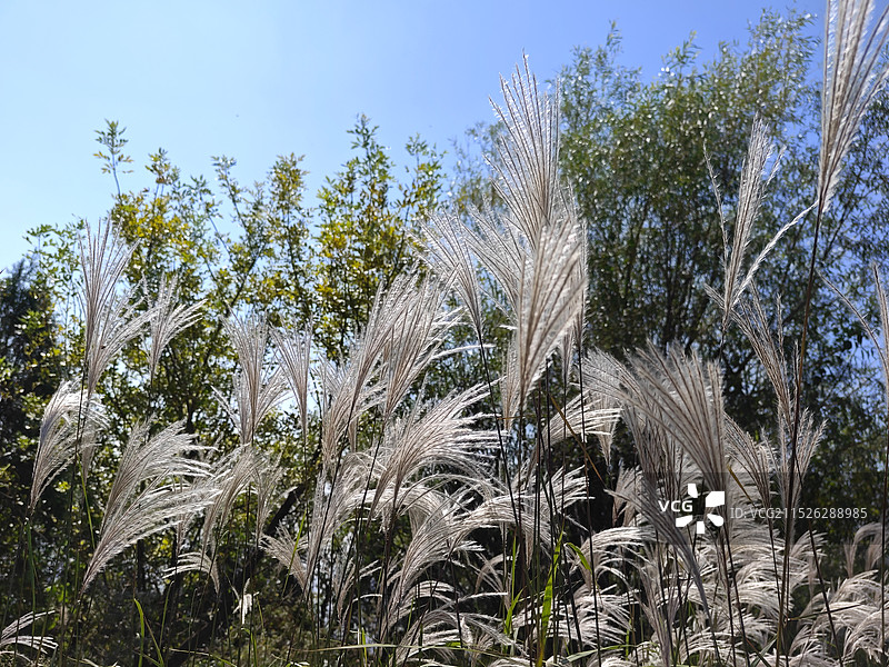 秋天寒露节气，临沂天马岛马亓山金盆顶的芦苇图片素材