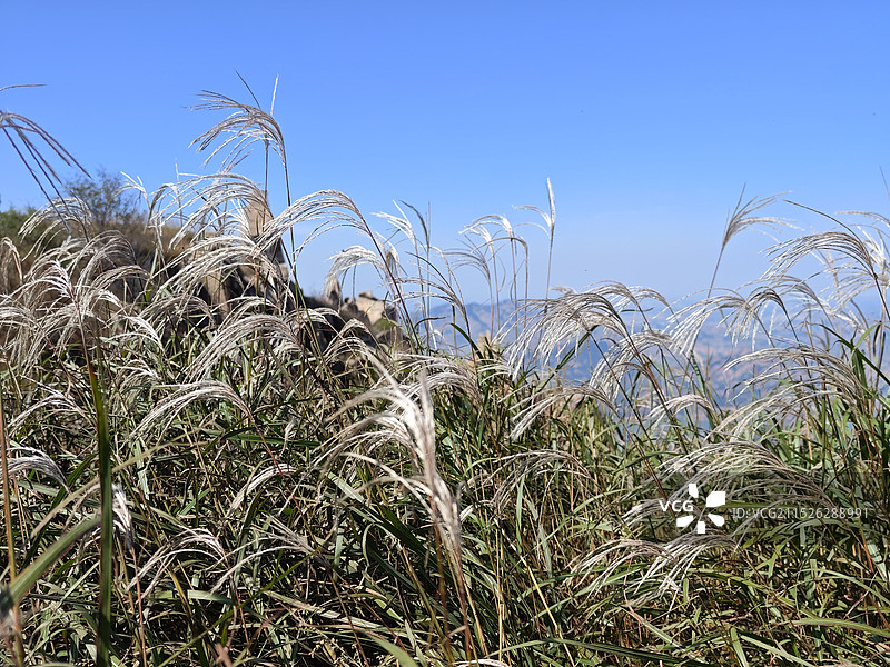 秋天寒露节气，临沂天马岛马亓山金盆顶的芦苇图片素材