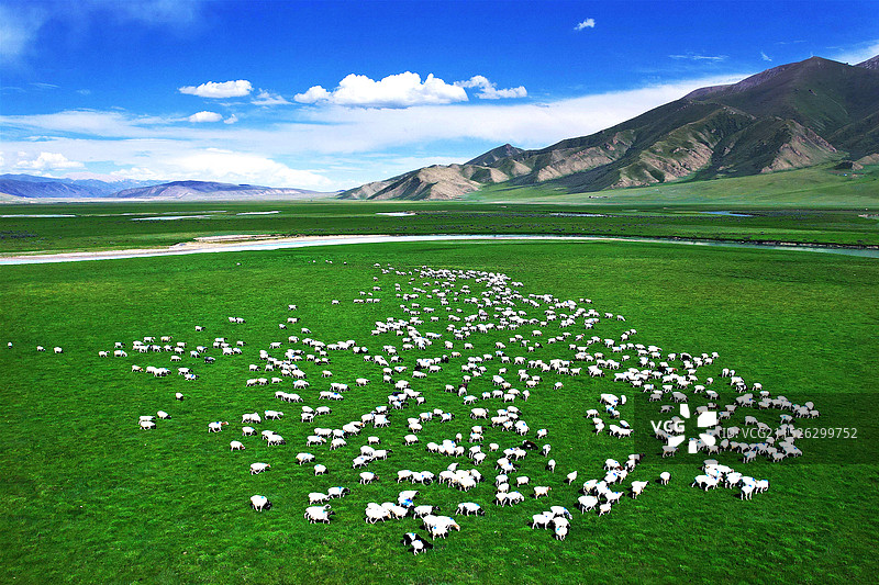 新疆巴音布鲁克草原上的羊群图片素材