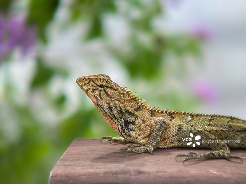 变色树蜥图片素材