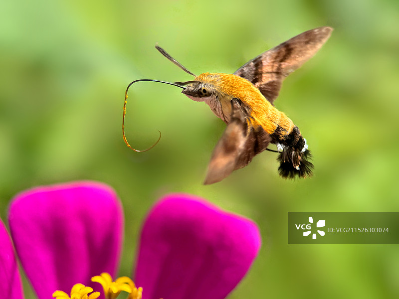 蜂鸟鹰蛾图片素材