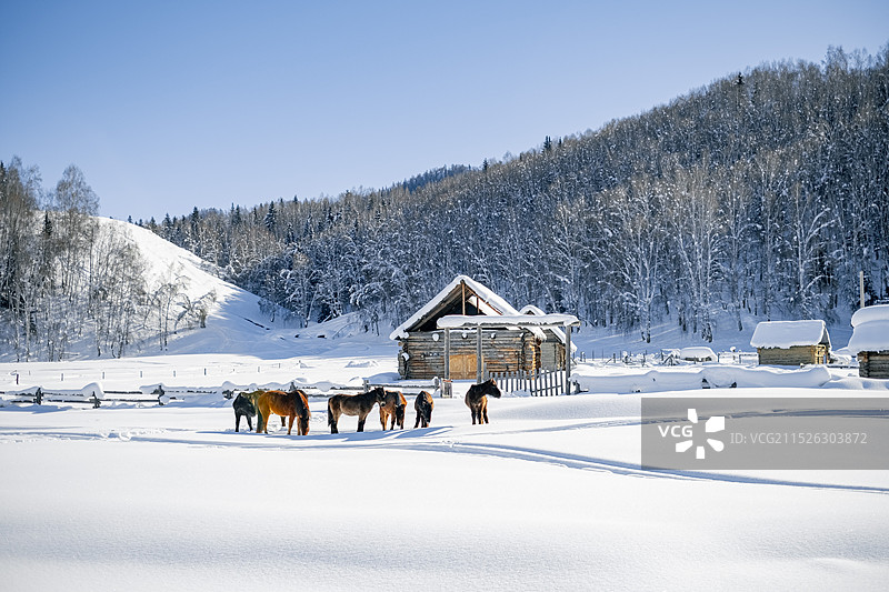 新疆阿勒泰 冬季 风景 雪乡 禾木 木屋 自然 治愈 滑雪 雪天 假期 春节 滑雪 冰雪运动图片素材