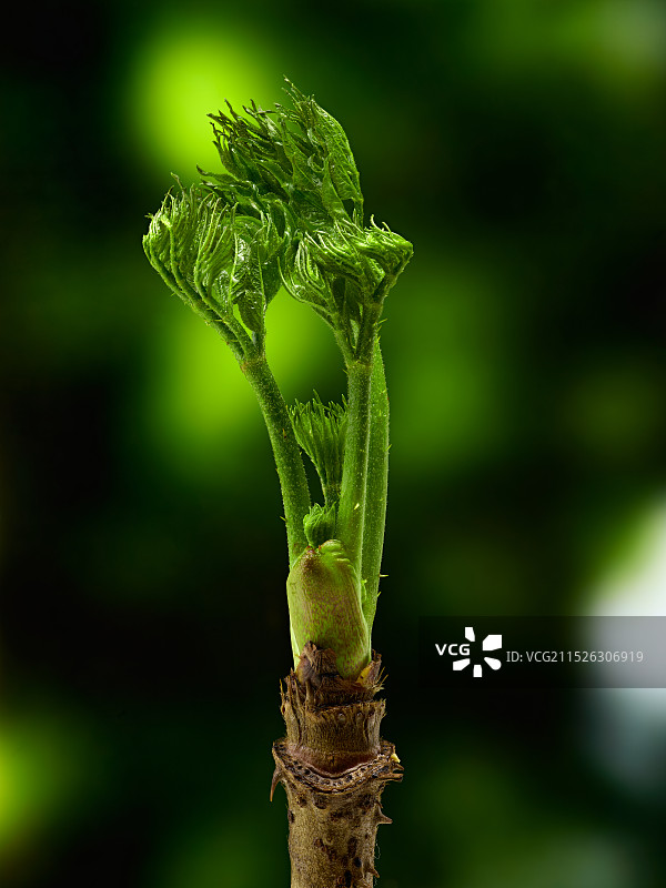 刺嫩芽图片素材