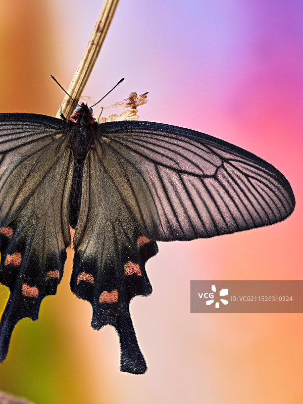 蝴蝶（中华麝凤蝶）图片素材