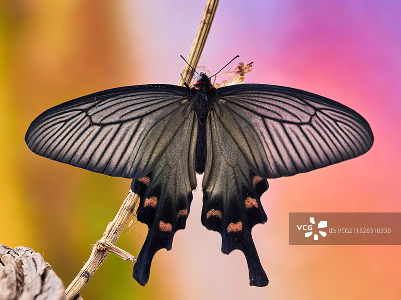 化蝶 展翅 中华麝凤蝶图片素材