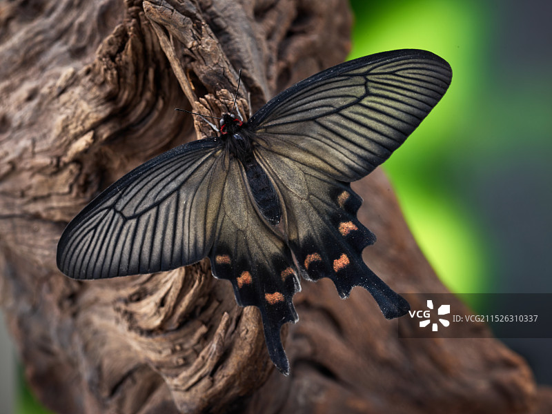 化蝶 展翅 中华麝凤蝶图片素材